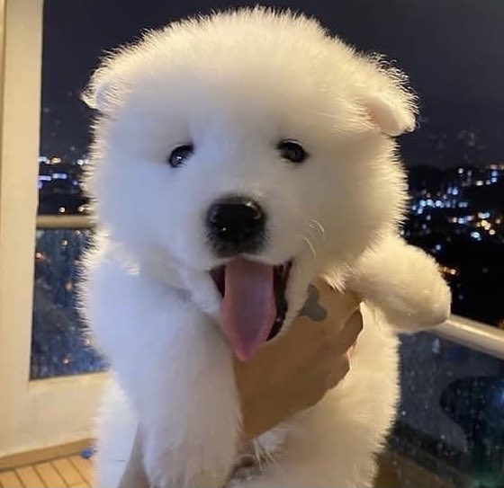 tiny__po's tweet image. #피오 #표지훈