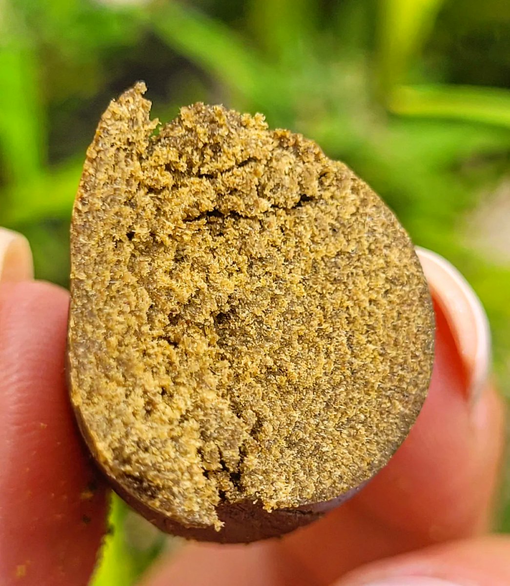 Sophie_MJ's tweet photo. TROPICANA DRY ORGÁNICO🌴🍯
48,60 % THC
6,70 % CBD
Analizar sin destruir es saber lo que consumes @GemmaCert 👩🏼‍🔬🧿
.
#gemmacert #laboratorioportatil #certificadosprofesionales #seguridad #fiabilidad #cannabinoides #power 
#LaSofiJardinera 🌿 https://t.co/tTnkuG9Sdx