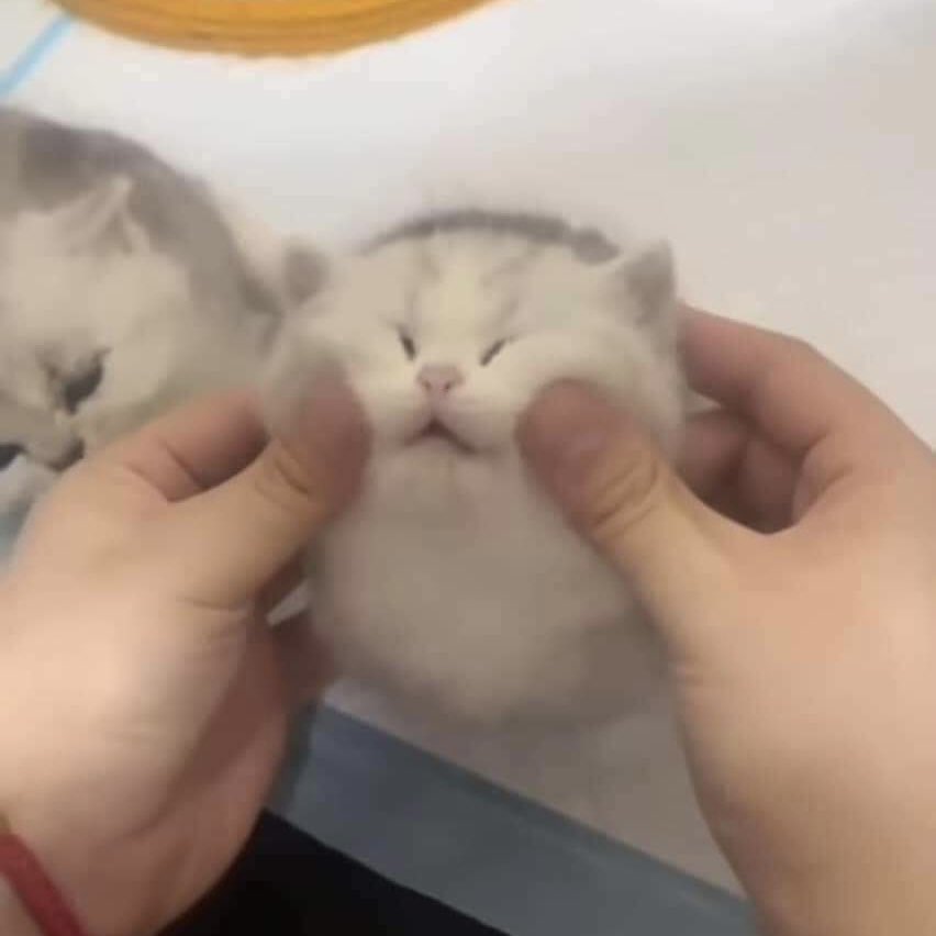 tiny__po's tweet image. #피오 #표지훈