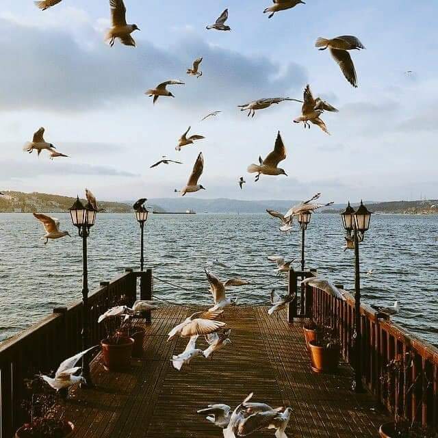 .
.
.
.
.
.
.
.
لم تعد قادراً على تلوين مياهي بالأزرق .. 
هذا ماقاله البحر يوماً ... 
مرت السنون والأعوام والزرقة لم تفارقه أبدا.