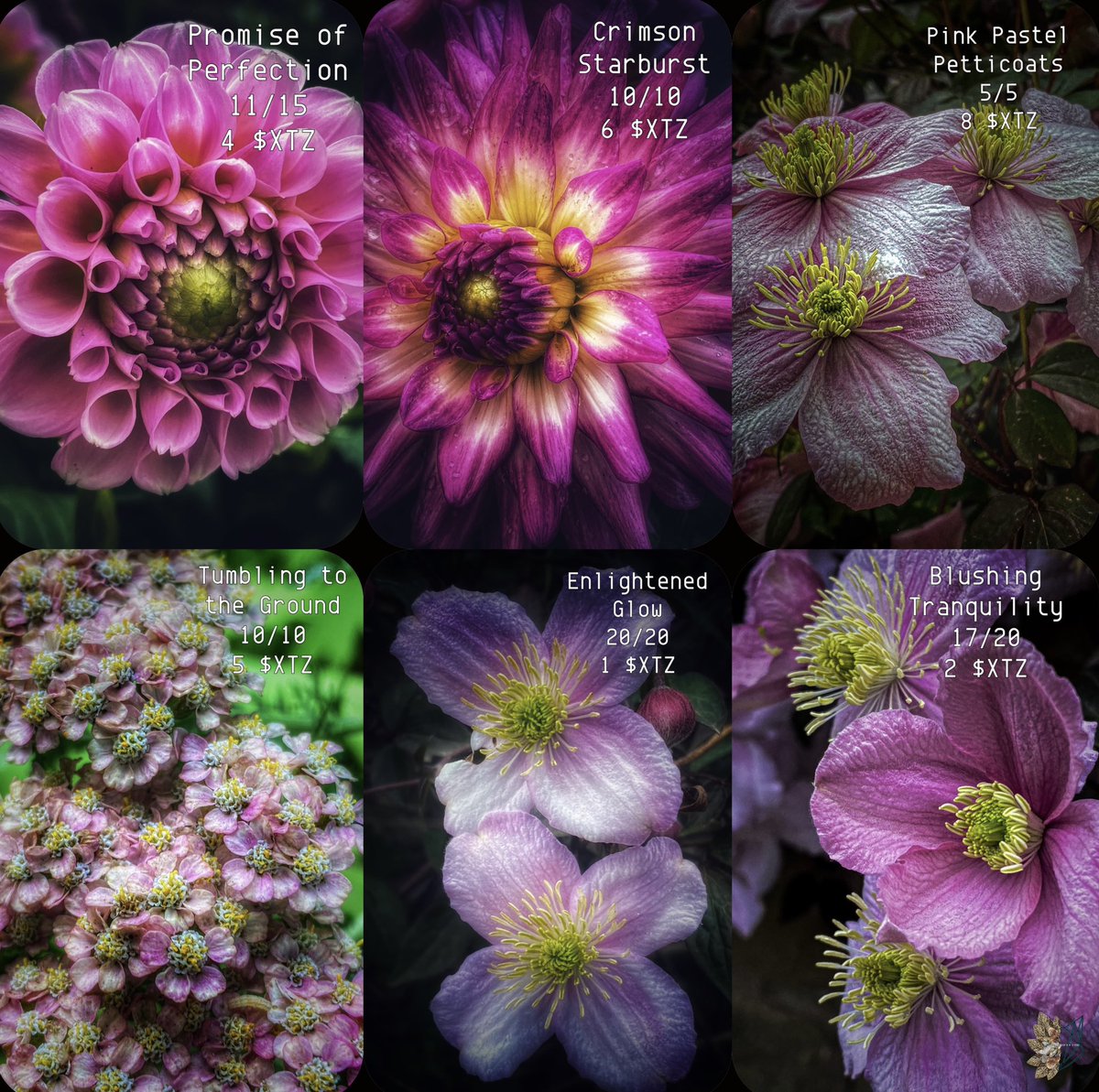 elfearsfoxsox's tweet photo. Hi everyone, just thought I’d put all my available Nfts in one place. 

Pink Perfection
https://t.co/iZadgZcqLQ

Daydreams &amp; Dreamscapes
 https://t.co/uoVdsAZ7qy

Blooming Wild Passion
https://t.co/R9X9tAM8Dv

Seaspray Scenes
https://t.co/JdNQG54U1j

#nft #tezos #NFTphotos #photo https://t.co/4Zbe5MS1fo