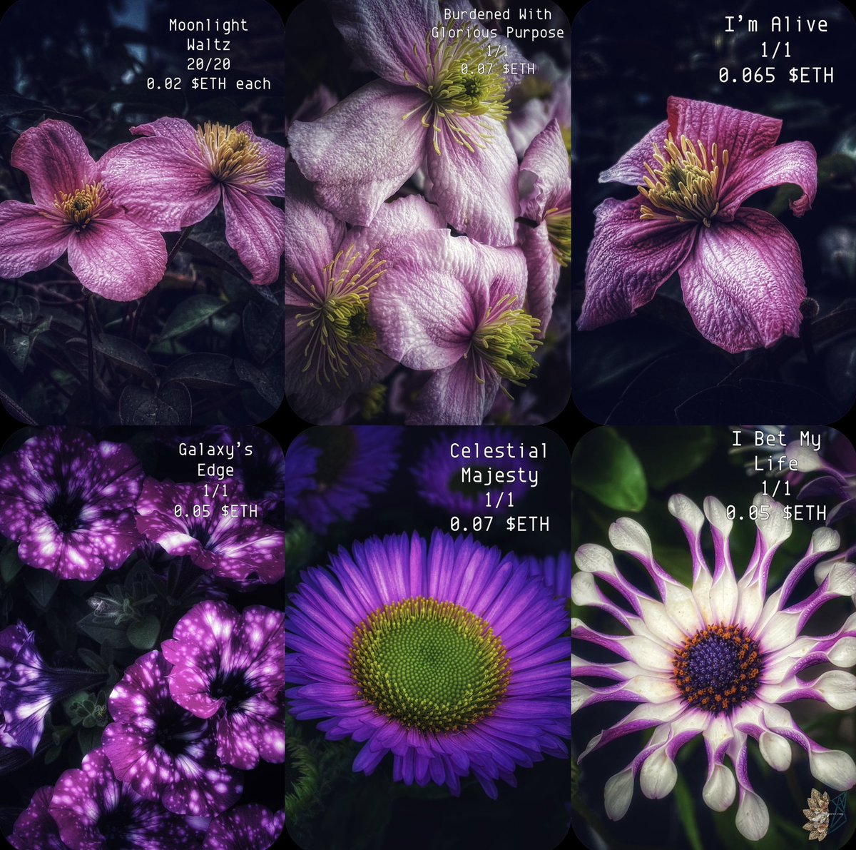 elfearsfoxsox's tweet photo. Hi everyone, just thought I’d put all my available Nfts in one place. 

Pink Perfection
https://t.co/iZadgZcqLQ

Daydreams &amp; Dreamscapes
 https://t.co/uoVdsAZ7qy

Blooming Wild Passion
https://t.co/R9X9tAM8Dv

Seaspray Scenes
https://t.co/JdNQG54U1j

#nft #tezos #NFTphotos #photo https://t.co/4Zbe5MS1fo