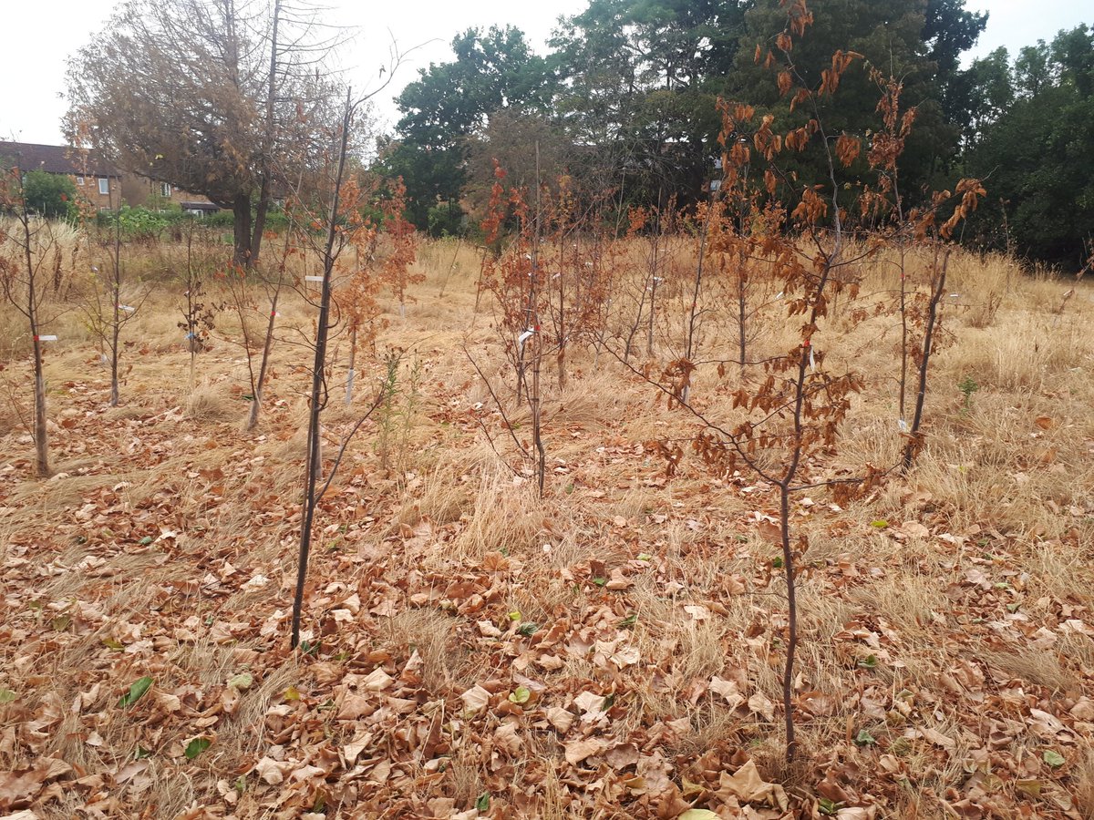 LizPaice's tweet photo. We need an after care plan for our recently planted trees. It was great to see these saplings planted in #PerivalePark but how many will have survived this hot dry summer? https://t.co/N0jogQOofy