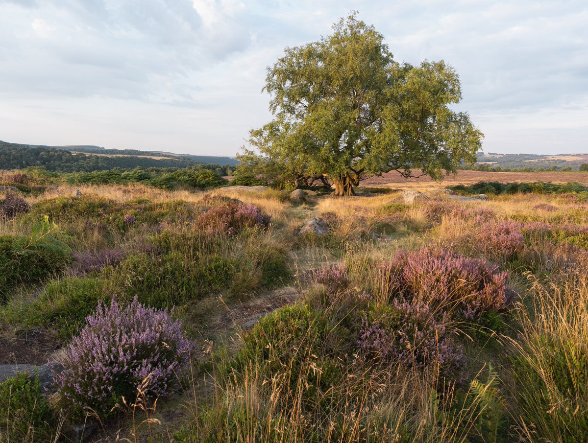 Chris Harvey tweet media