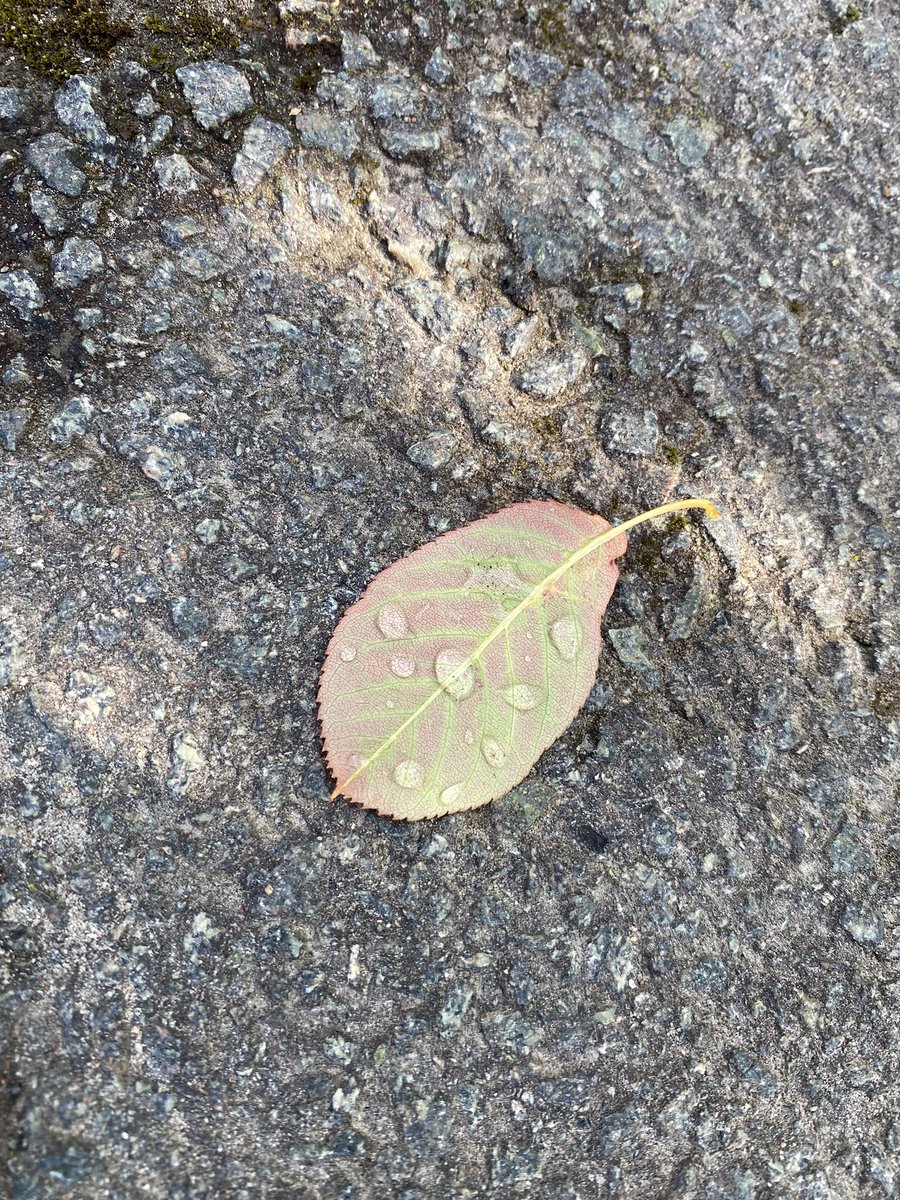 Pzycholix's tweet photo. A walk after the rain and thunder⛈ https://t.co/mggdDgI7Ox