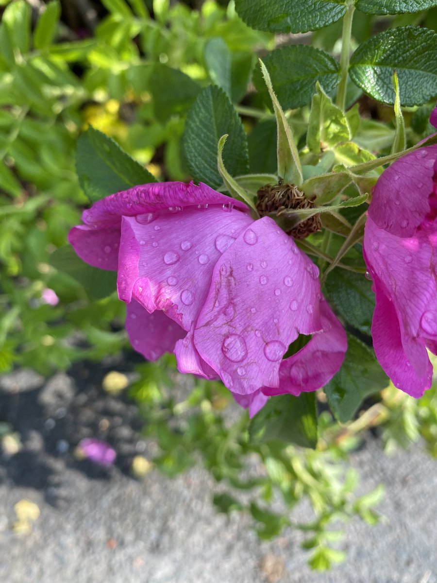Pzycholix's tweet photo. A walk after the rain and thunder⛈ https://t.co/mggdDgI7Ox