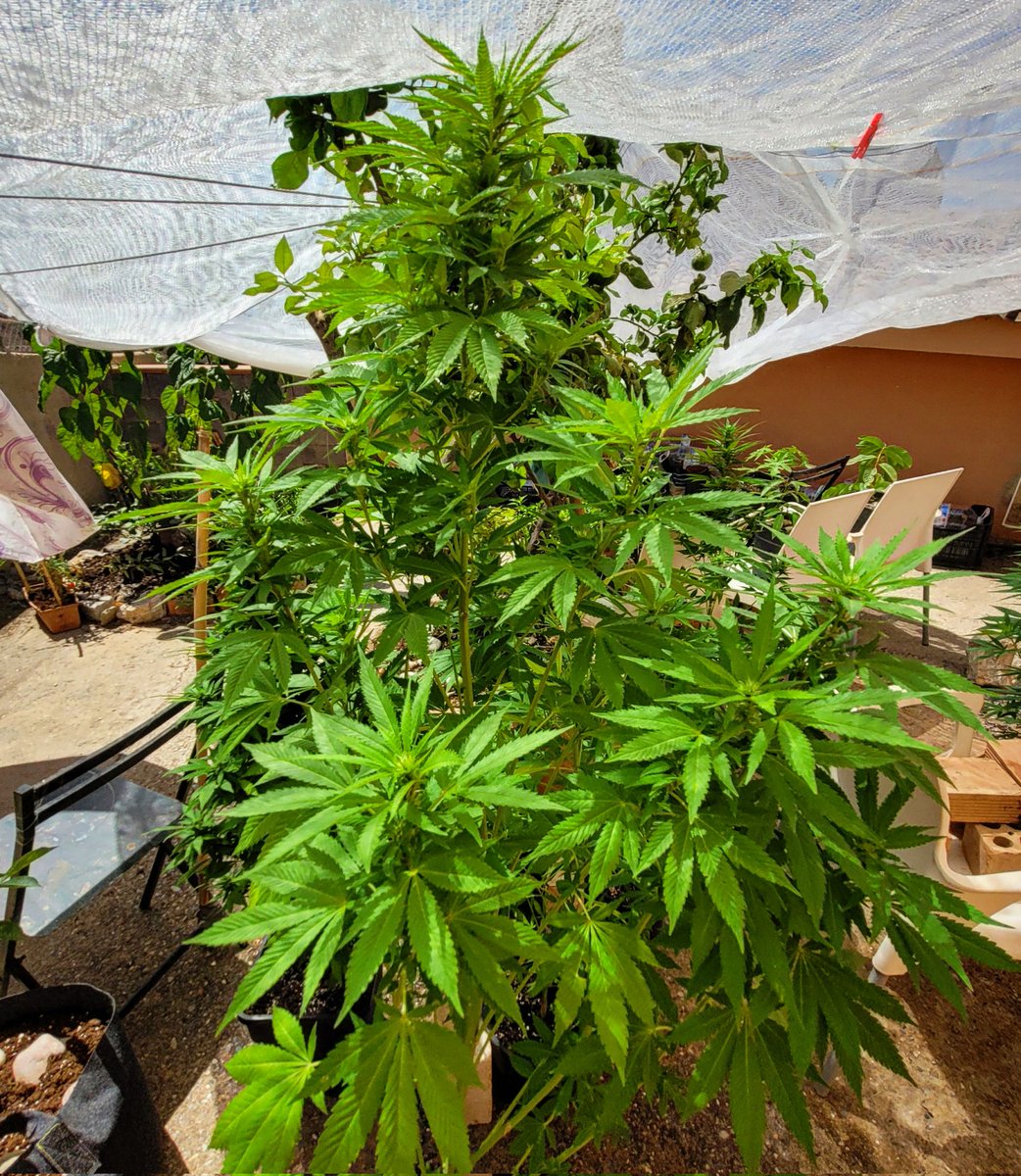 RaulSantos1981's tweet photo. Os gusta #DoSi2 ✌️👍✌️?
#CannabisCommunity https://t.co/k21YGwbDm7