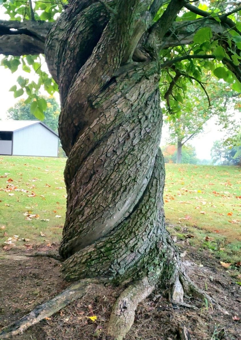 🥳So many cool trees out there! It is contest time again! Take a pic of an unusual tree and post it! Include a peace sign or thumb's up in the pic to prove it is original. Reply here and retweet. Join discord and post there for a 2nd chance to win! 😎Winner gets $33 in USDT! 🌳