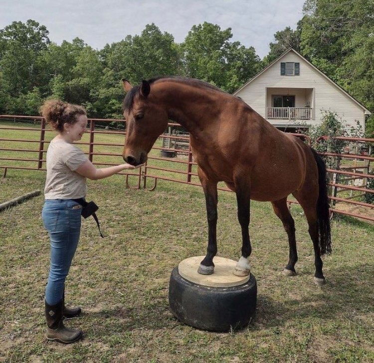 equine_courses's tweet photo. Congratulations to Genevieve Husak who is the winner of the scholarship place on Trudi Dempsey's 'Improve Your Positive Reinforcement Training' course. 

There are just a few places left. Learn more: https://t.co/GTeG9IhNpF

#positivehorsetraining #horsetraining #clickertraining https://t.co/KiIwSfgY0w