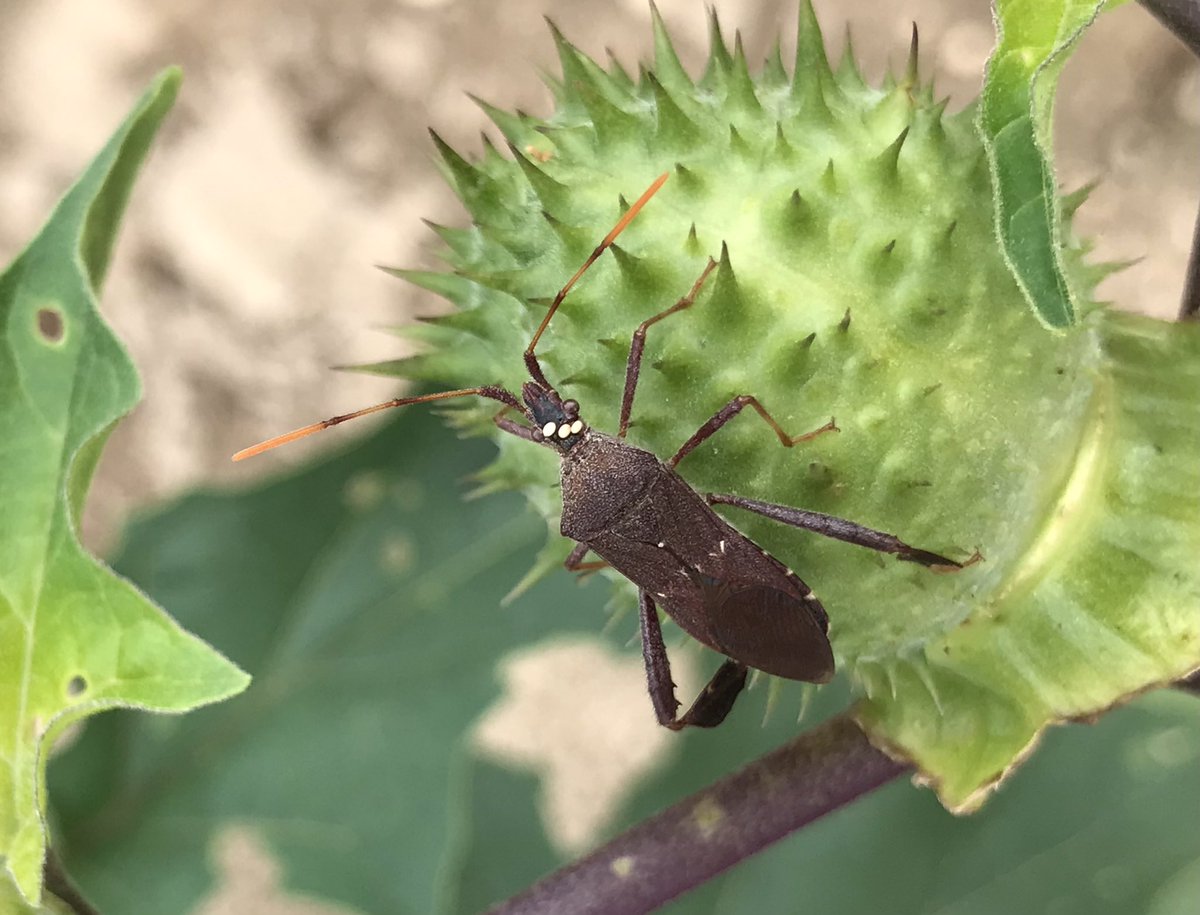 albert instein tweet media