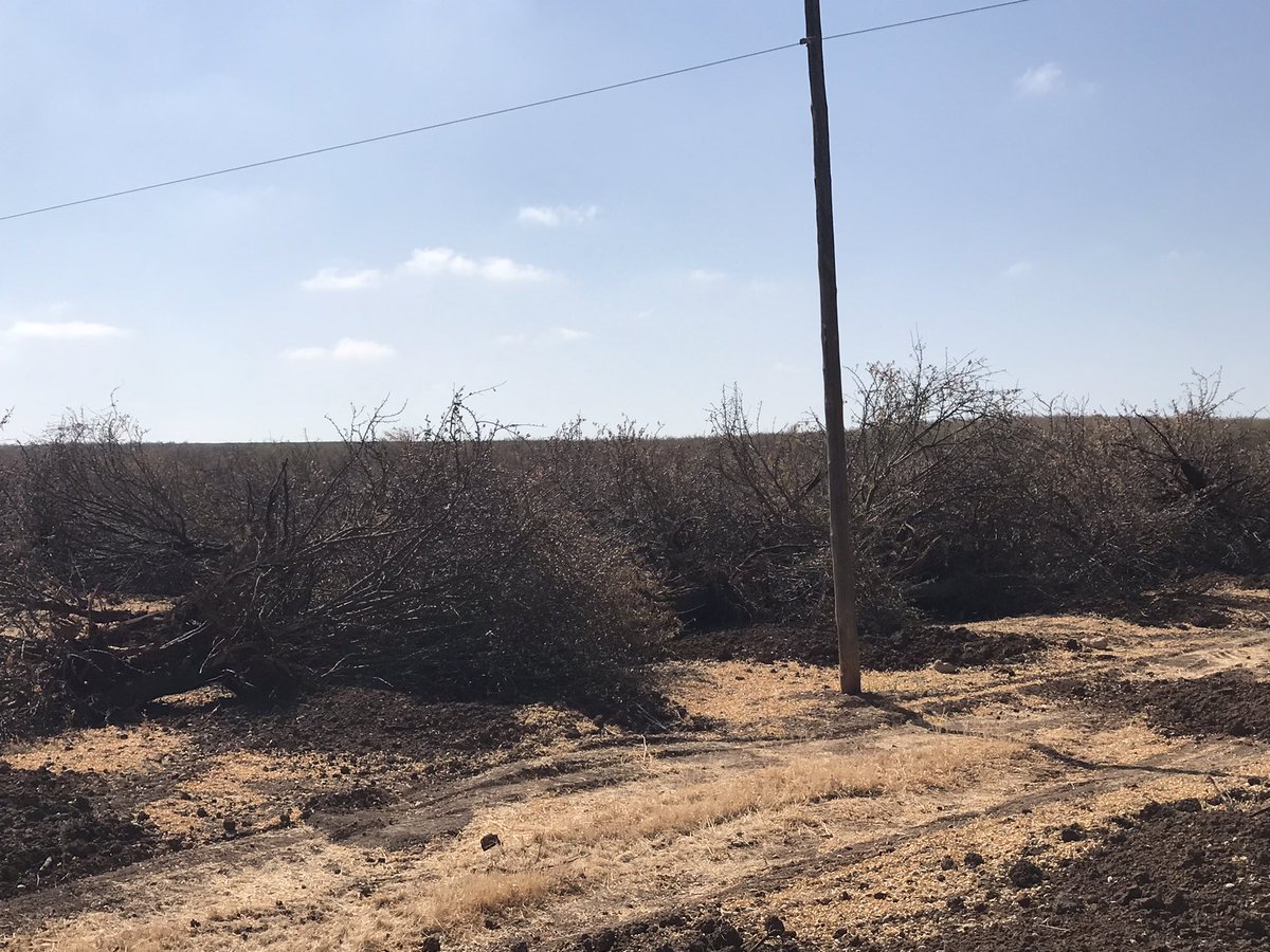 Plantación de #almendros arrancada por problemas de #antracnosis las enfermedades existen, no todo es tan bonito como cuentan algunos …y no tan fácil coger 2.000kgs/ha de pipas de #almendras #tiempoaltiempo