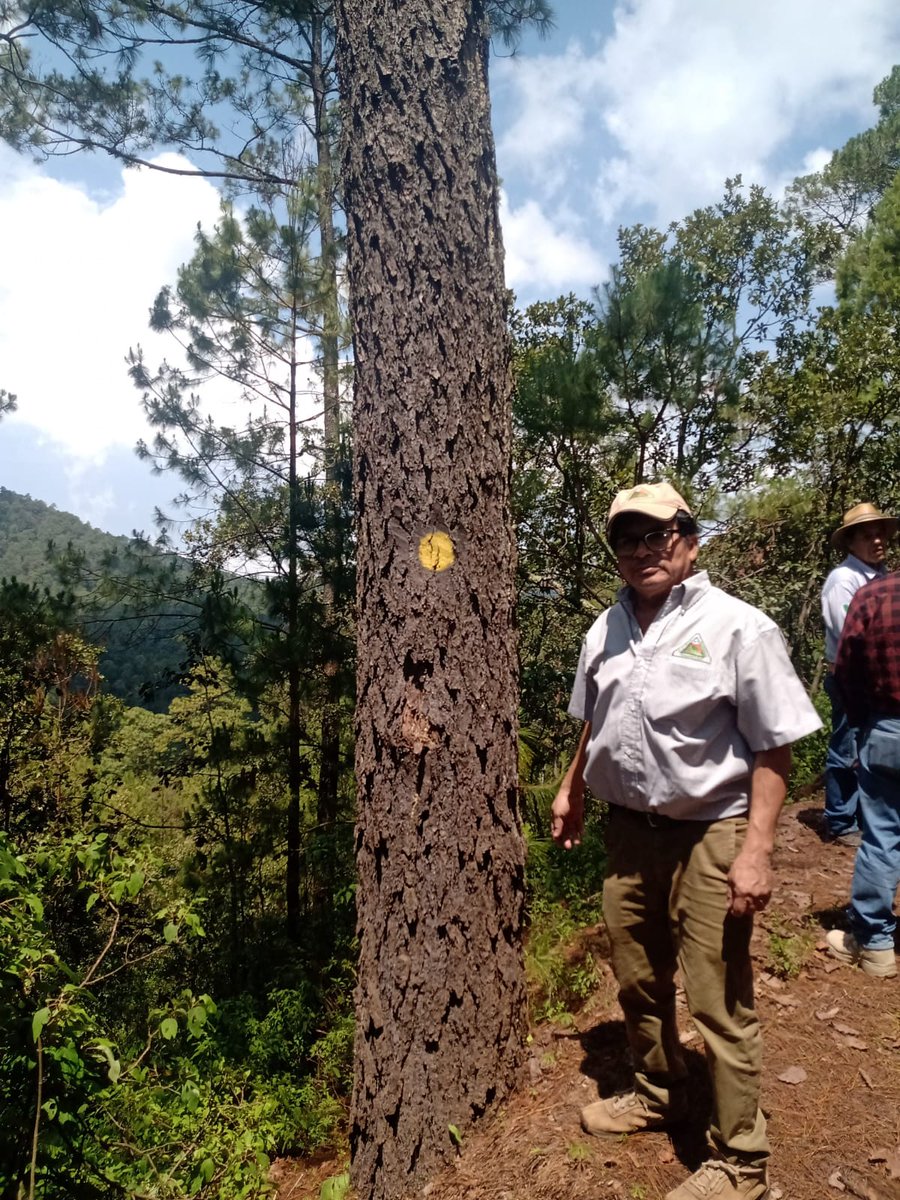 FIPRODEFO's tweet photo. "Taller de Ordenación forestal e implementación de practicas en predios con aprovechamiento forestal maderable", organizado por la CONAFOR, en la cual el FIPRODEFO intervino con el tema "Estudios Regionales para el apoyo al manejo forestal"
#fiprodefo #forestales #naturaleza https://t.co/sPqxxdrvhG