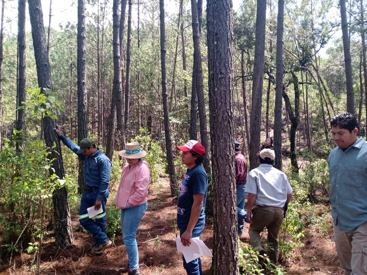 FIPRODEFO's tweet photo. "Taller de Ordenación forestal e implementación de practicas en predios con aprovechamiento forestal maderable", organizado por la CONAFOR, en la cual el FIPRODEFO intervino con el tema "Estudios Regionales para el apoyo al manejo forestal"
#fiprodefo #forestales #naturaleza https://t.co/sPqxxdrvhG