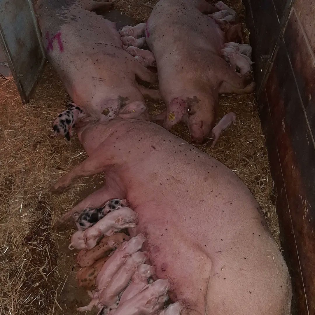 Vakantiewerk @zonvarken farm