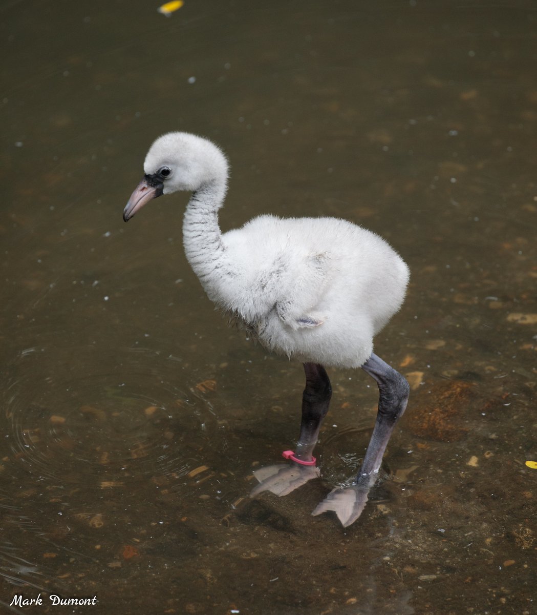 CincinnatiZoo's tweet photo. This little flamingo chick is getting its feet wet! https://t.co/PkdTtu651P