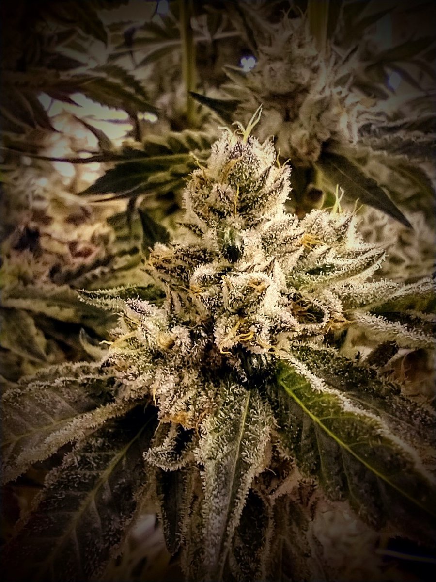 RedBirdRise's tweet photo. Donkey Butter

#redbirdrise #cannabisphotography #cannabiscommunity #cannabinoids #cannabislove #cannafamm #cannabis #CannaBuzz #cannabiscultivation #cannabissociety #cannabislife #oklahomamedicalmarijuana #oklahomacannabis #oklahomamedicalcannabis #oklagrown #okiegrowers https://t.co/qLkk0LGBiG