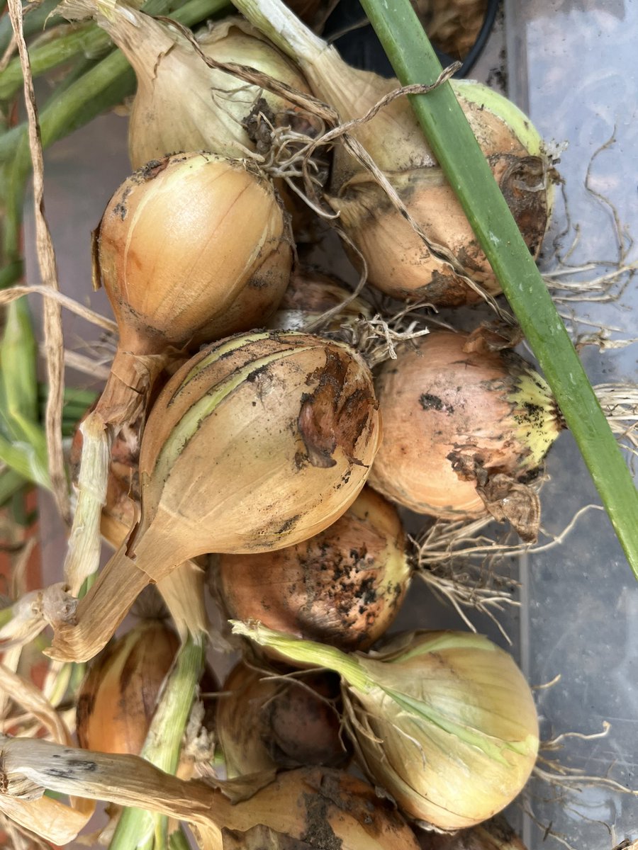annnewman032's tweet photo. Been less active over the last few days as mostly watching other people be active - in a play or cricket match! However managed to mow what used to be the lawn and harvest my onions and more potatoes today. #NursesActive #CCCUNursesActive @CCCUNursing @WeNurses https://t.co/sILfNDCA0s