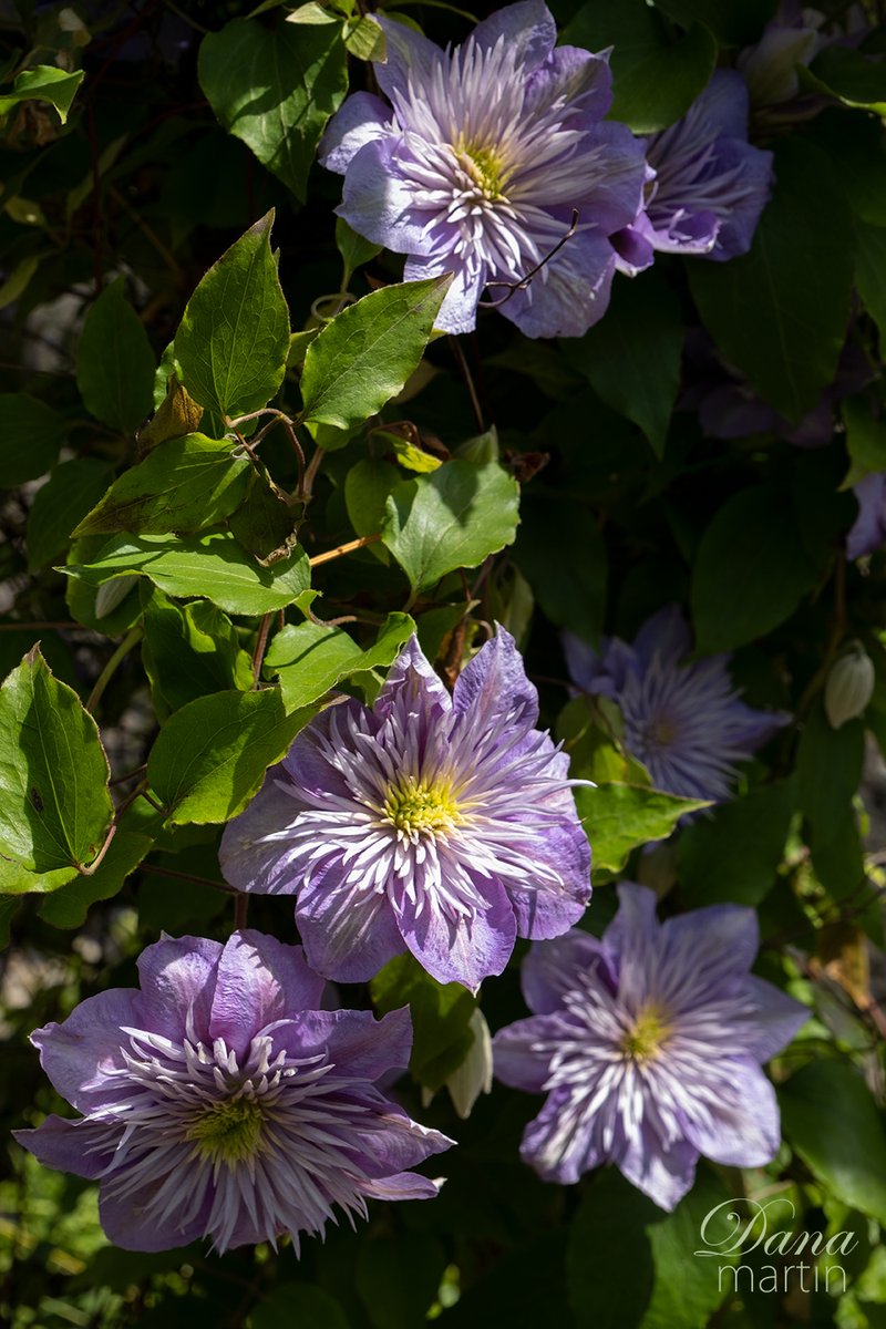 Flowers of Scotland! We were fortunate to be there when so much was in bloom. Taken in Birnham Wood and St. Ninian's Garden.

#flowers #scotland #visitscotland