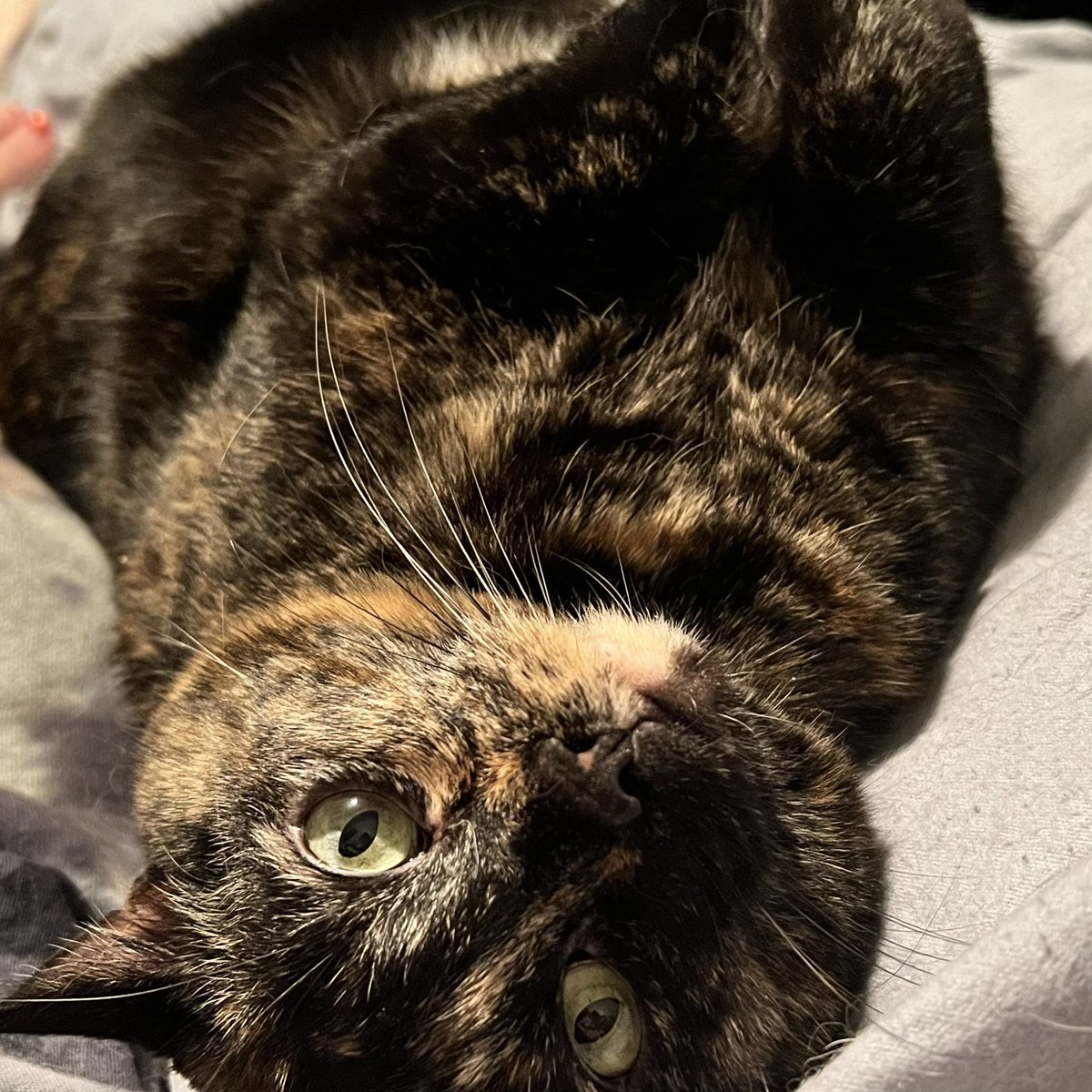 readyaimhope's tweet photo. Jasper: Jaz, Jazzy, Mr. Jazzypants, Jazcat, Jazpaz, bubby, bub, bubbub. Roku: Ro, Roro, the koo, rokachoke
Casca: Cass, Cassie, Cascat
Roy:…is just Roy https://t.co/5JCZ2tfPAK