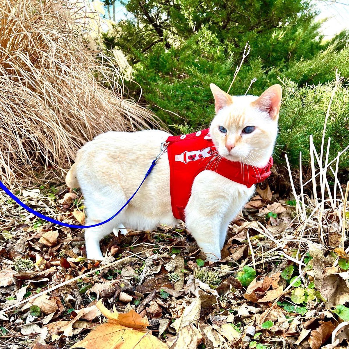 readyaimhope's tweet photo. Jasper: Jaz, Jazzy, Mr. Jazzypants, Jazcat, Jazpaz, bubby, bub, bubbub. Roku: Ro, Roro, the koo, rokachoke
Casca: Cass, Cassie, Cascat
Roy:…is just Roy https://t.co/5JCZ2tfPAK