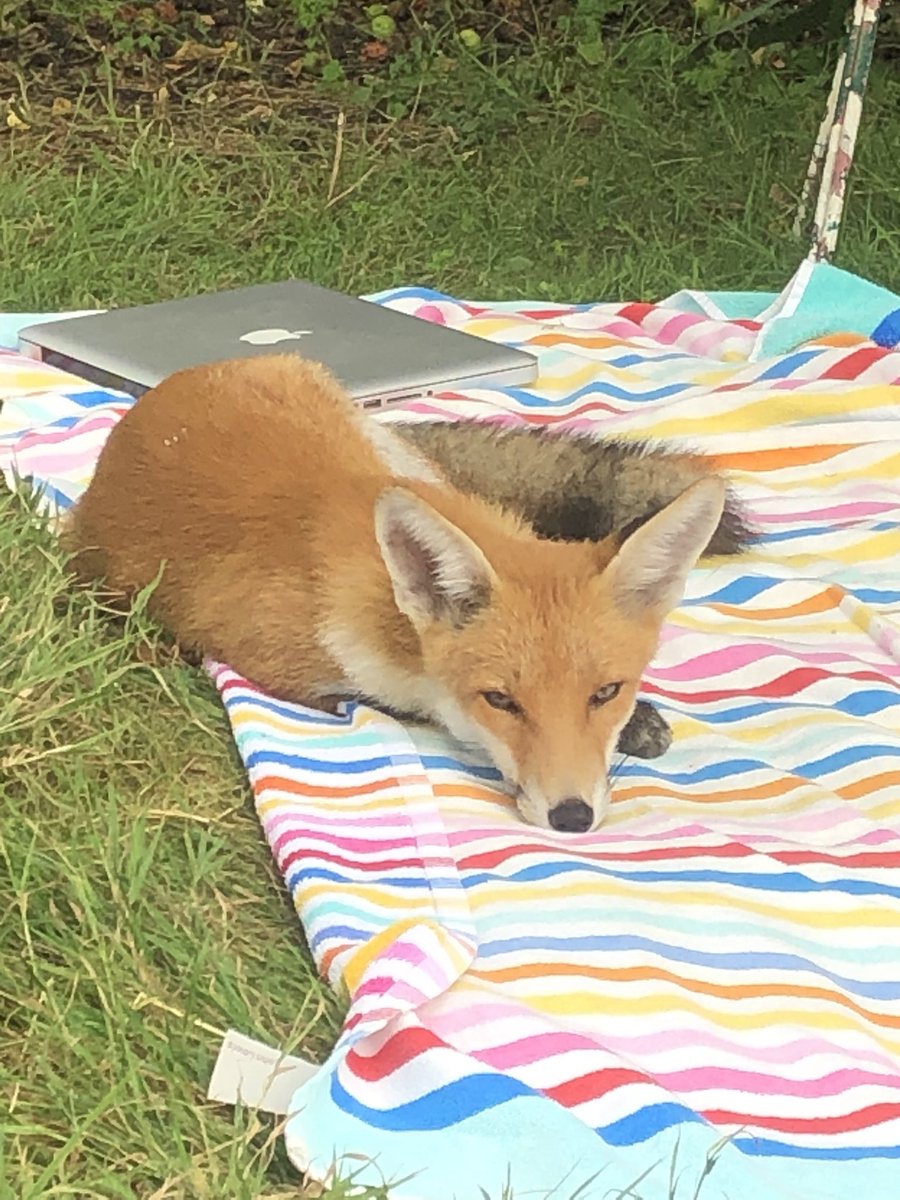 ‘Lily’, this year’s #fox cub! She was so shy on her first visit, now she steals my space when I get up! @ChrisGPackham #FoxofTheDay @Keeptheban_ @LumpyandFriends #nature #wildlife #theonlycureiskindness