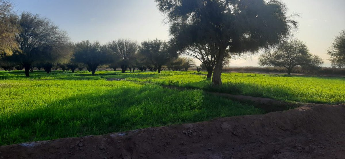 QuintelaRicardo's tweet photo. Bañado de los Pantanos concentra la producción más grande de comino de la región, es por eso que a través de diferentes políticas acompañamos a las y los productores. Además, el comino que se produce en Arauco es considerado como el de mejor calidad en todo el mundo. https://t.co/Ob9yDyCoGR