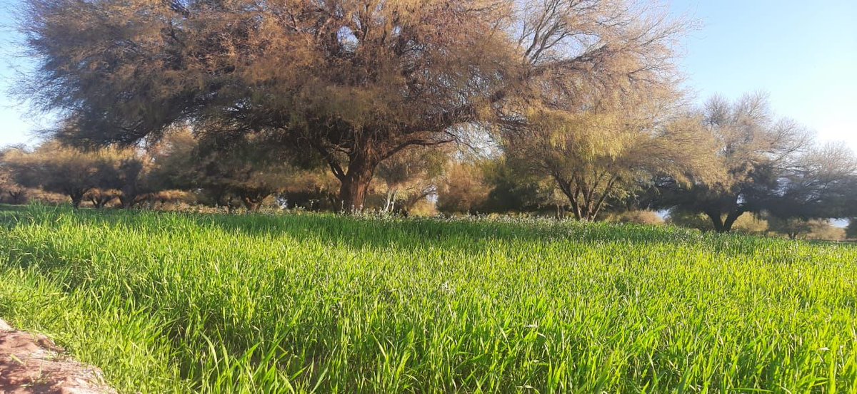 QuintelaRicardo's tweet photo. Bañado de los Pantanos concentra la producción más grande de comino de la región, es por eso que a través de diferentes políticas acompañamos a las y los productores. Además, el comino que se produce en Arauco es considerado como el de mejor calidad en todo el mundo. https://t.co/Ob9yDyCoGR