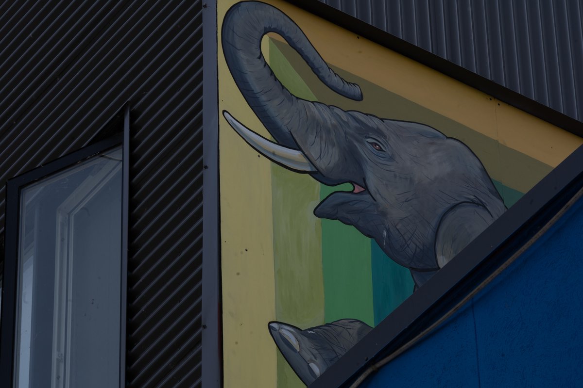 STEPSPublicArt's tweet photo. 🐘‘The Elephant Gates’ murals by @MuralsByMarg  done in collaboration with @PercyEllisDev and STEPS Public Art, can be spotted at 1400 and 1415 Gerrard St E, Toronto. Explore the STEPS News page for more about public art in your neighbourhood: https://t.co/xif2G9d1iA https://t.co/fl2APnL6Mr