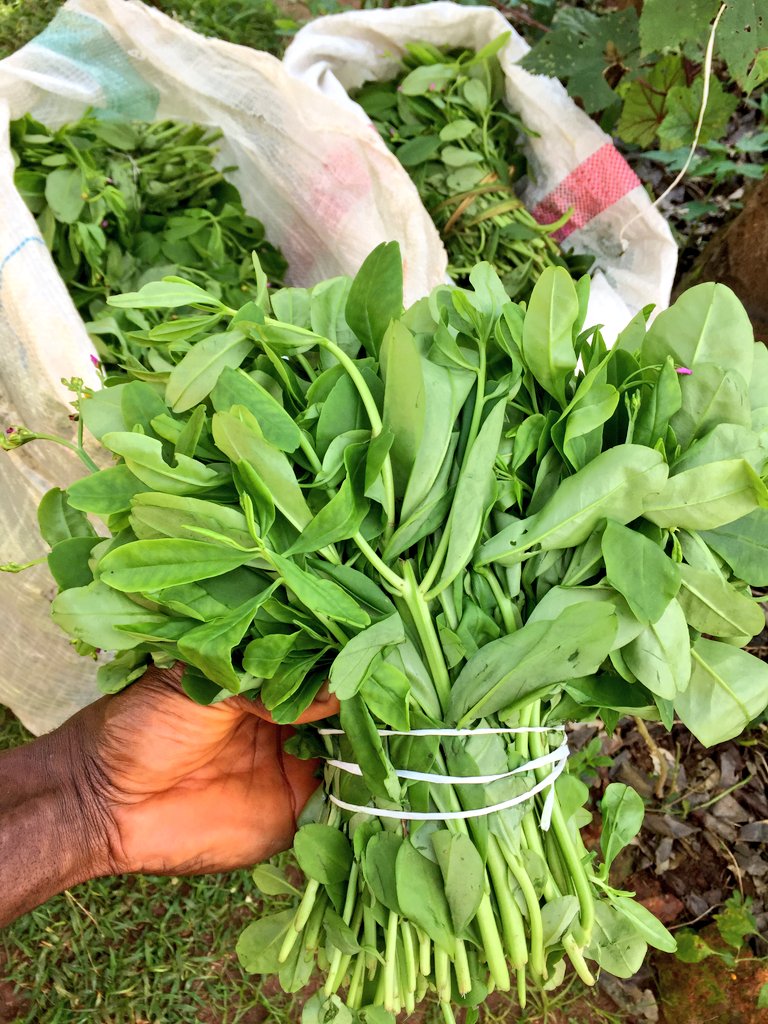 ichiebuchifarms's tweet photo. "Sit at home" or not, people have to eat FOOD!
#Enugufarmer #plantdaddy #Enugutwitter #marketgarden #vegetablefarm #vegetables #farmlife https://t.co/OjWQVvSJob