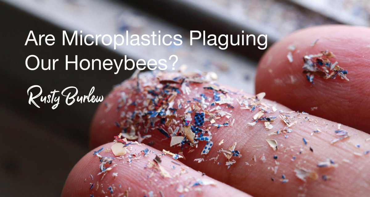 blueskybees's tweet photo. Are Microplastics Plaguing our honeybees? Read more about honeybees are impacted from this crisis and the findings of microplastics in the honey they produce:
https://t.co/OwUZWO2lzu
#microplastics #honeybees #beekeepers https://t.co/KOUWvVzqhw