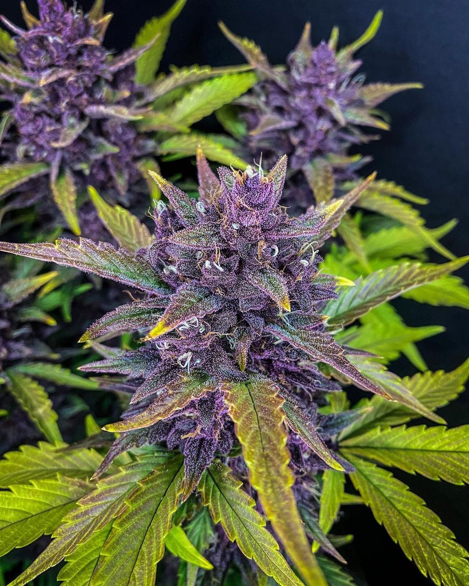 cannabishub's tweet photo. Blackberry Auto 😍

📸 nickelcitygrowguy

#cannabis #stonerfam #legalizeIt #weedmob https://t.co/FGDXJgMMF2