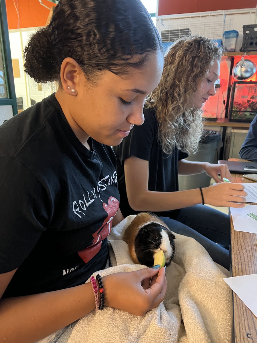 AmeliaCounty_HS's tweet photo. The students in Mrs. Sease's Small Animal Care always have the most fun.  Here is a student feeding Peppa our Guinea Pig! 
#RaidersRISE #EveryRaiderEveryDay #TeamAmelia #EngageTogether #PromoteThePositive 
@AmeliaSchools https://t.co/pwieES8iDd