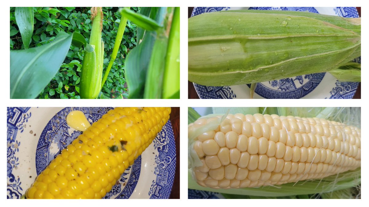 CarDelaney's tweet photo. Might be #thelittlestharvestfestivalintheworld but really delish! Why aren't there #pickyourown #corn fields and #honestyboxes like with strawberries? I can't be the only one would love it! #suburbs #Cork https://t.co/yHlndRNRx9