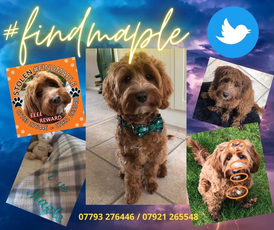 #findmaple #stillmissing 🍁 #berkshire #stolendog #bringherhome #therapydog