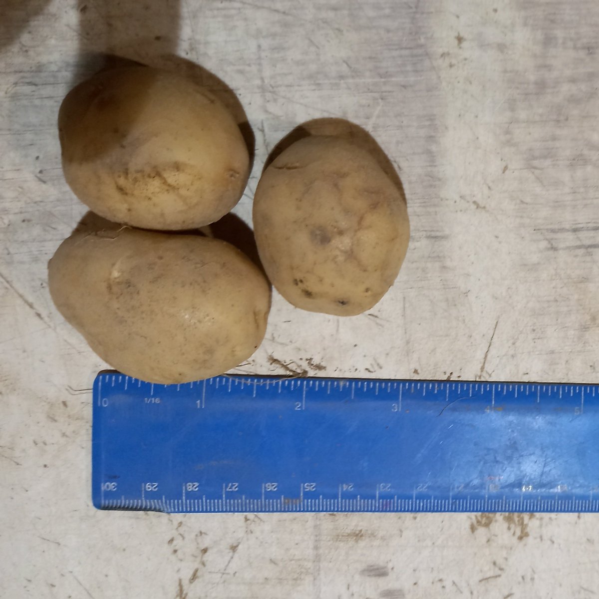 Chef boys and gals, we have these little "baby" new potatoes if they are of interest to any of you. We can deliver nationwide, 2 varieties, Floury Queens or the more Waxy Premier. Get in touch if you would like some x