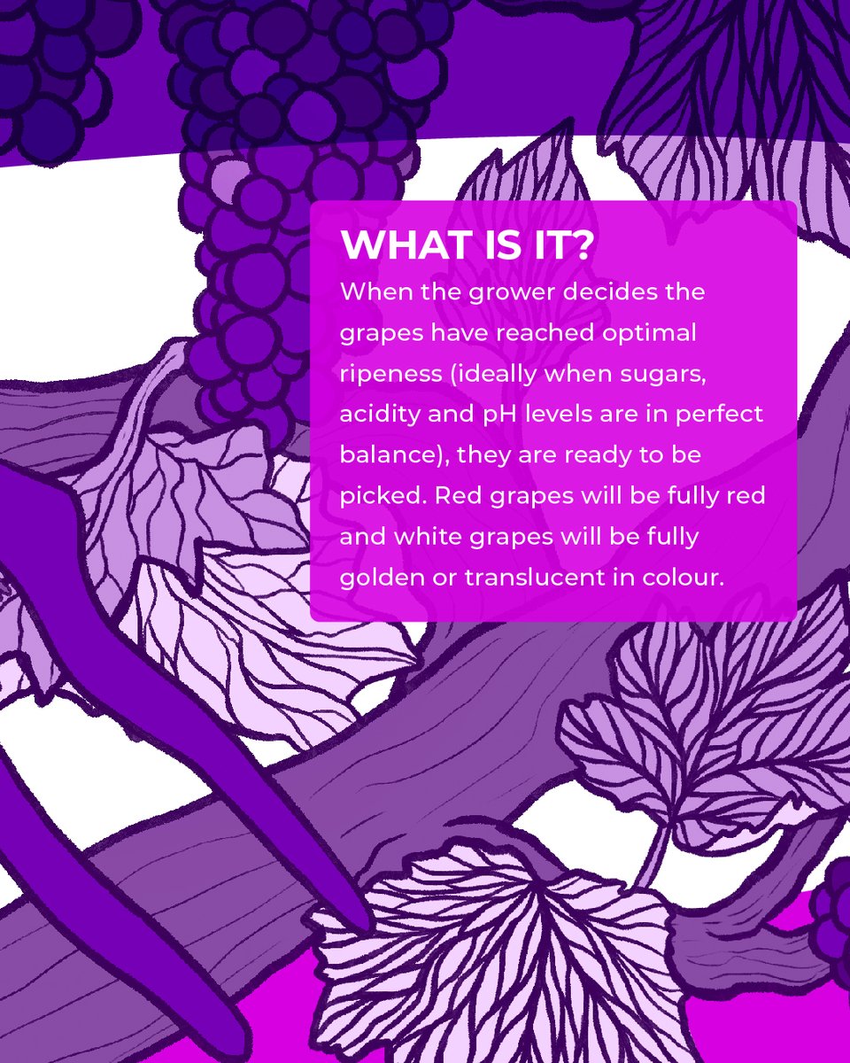 WineCollective's tweet photo. The most #exciting (and nerve-wracking!) time is underway for winegrowers in the Northern Hemisphere. Harvest time starts when the #grapes reach their optimum ripeness (and that's different per region and grape variety). Swipe to learn more about this important vineyard stage. https://t.co/kbFS9NbU6K