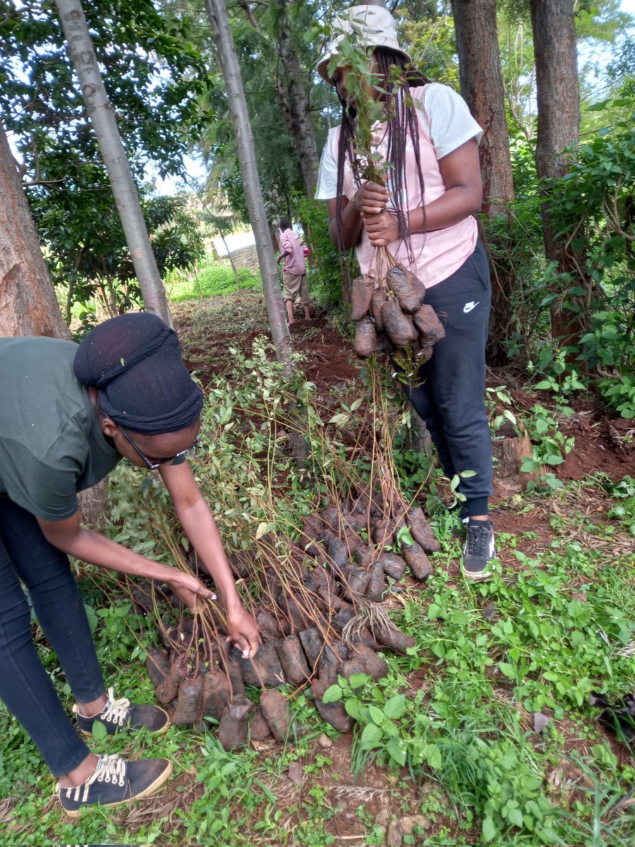 Ahead of our Machakos project in October, we are conducting a one month tree planting challenge by YGAK volunteers across the month of August.This is one of measures to increase the forest cover in Kenya  and reduce the #carbon footprints in areas where our ambassadors reside.