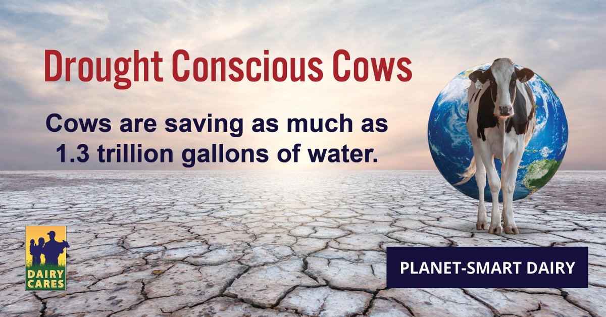DairyCares's tweet photo. Up to 40% of feed ingredients used on a #CADairy farm are agricultural byproducts. This practice reduces the amount of water💧needed to grow feed by as much as 1.3 trillion gallons. https://t.co/54o1GZ5H9e #WaterSmartDairy #CAWater #DroughtConsciousCows #PlanetSmartDairy #CADairy https://t.co/GwdH4UILCL
