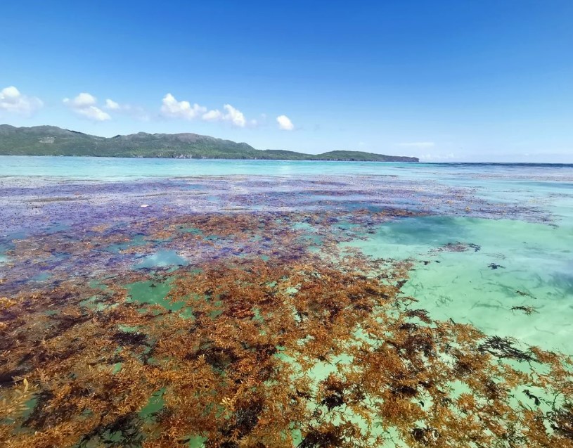 SargaMonitoring's tweet photo. 14/08/2022 Samana - Republica Dominicana 
More pictures/video &amp; exact location on the official map of sargassum 2022
here--> https://t.co/c7aot8PCKx
#sargassum #sargasso #sargazo #sargasses #samana #republicadominicana #DominicanRepublic https://t.co/RoTNC3VqdU