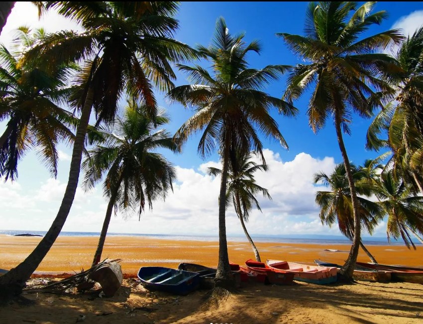 SargaMonitoring's tweet photo. 14/08/2022 Samana - Republica Dominicana 
More pictures/video &amp; exact location on the official map of sargassum 2022
here--> https://t.co/c7aot8PCKx
#sargassum #sargasso #sargazo #sargasses #samana #republicadominicana #DominicanRepublic https://t.co/RoTNC3VqdU