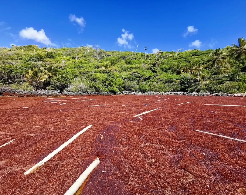 SargaMonitoring's tweet photo. 14/08/2022 Samana - Republica Dominicana 
More pictures/video &amp; exact location on the official map of sargassum 2022
here--> https://t.co/c7aot8PCKx
#sargassum #sargasso #sargazo #sargasses #samana #republicadominicana #DominicanRepublic https://t.co/RoTNC3VqdU