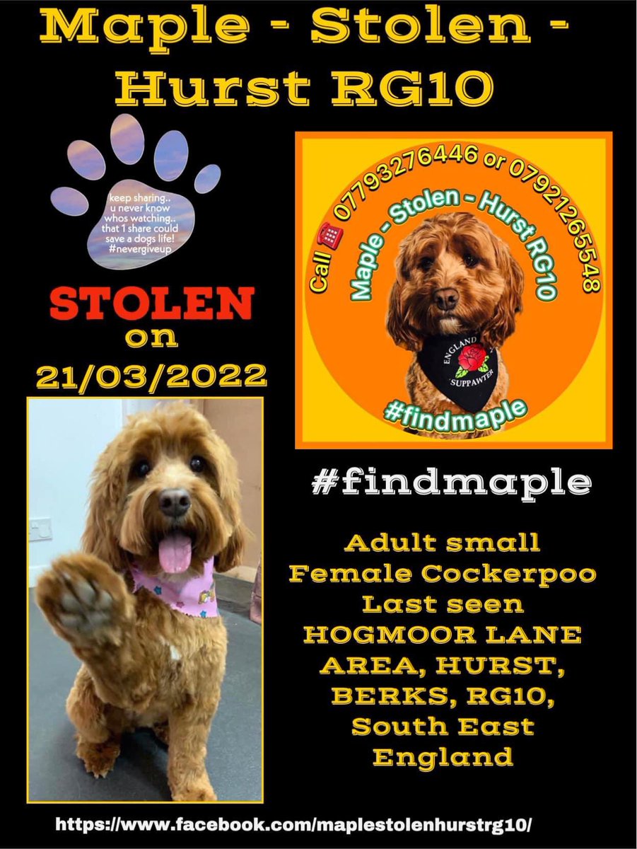 #findmaple Please retweet for us <a href="/SteveBackshall/">Steve Backshall</a> 🙏🏻
