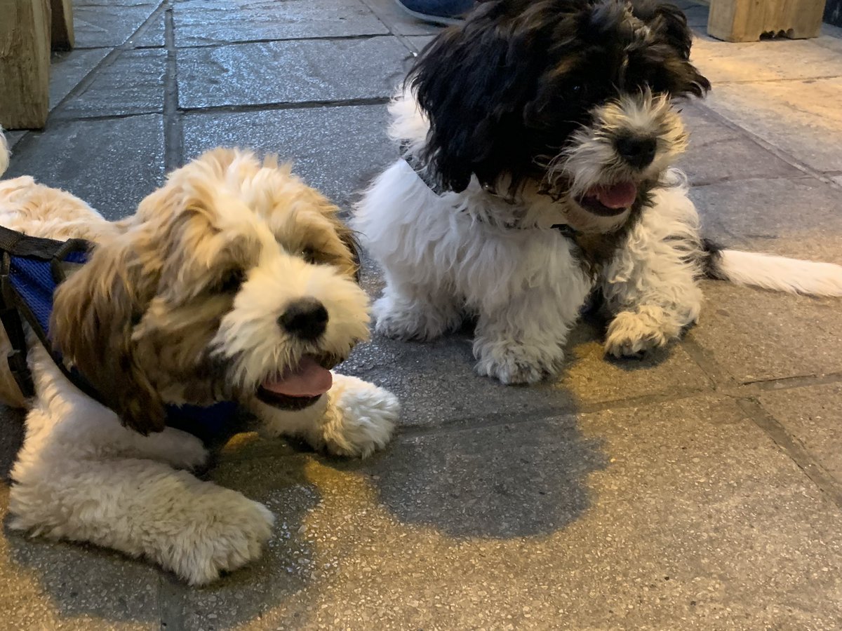 ValerieBarlow6's tweet photo. If anyone needs a cheer up…here you go #dontthankme #puppies #wallyslife #brotime #withmybrother 🖤🤍🐶🐾 https://t.co/AMA2ZrqedE