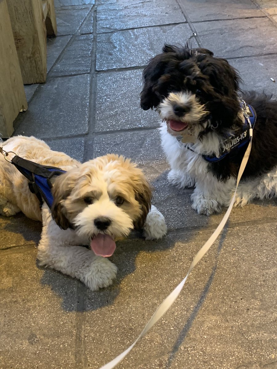 ValerieBarlow6's tweet photo. If anyone needs a cheer up…here you go #dontthankme #puppies #wallyslife #brotime #withmybrother 🖤🤍🐶🐾 https://t.co/AMA2ZrqedE