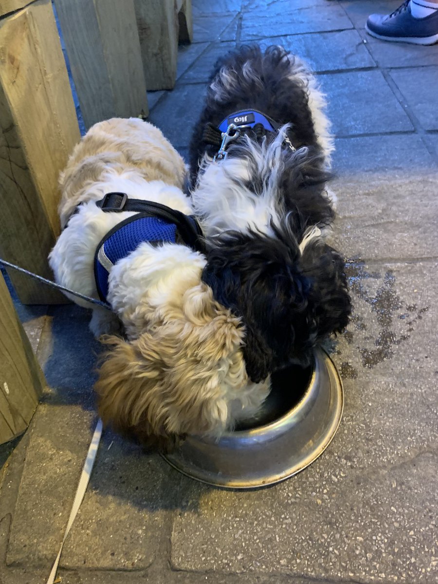 ValerieBarlow6's tweet photo. If anyone needs a cheer up…here you go #dontthankme #puppies #wallyslife #brotime #withmybrother 🖤🤍🐶🐾 https://t.co/AMA2ZrqedE