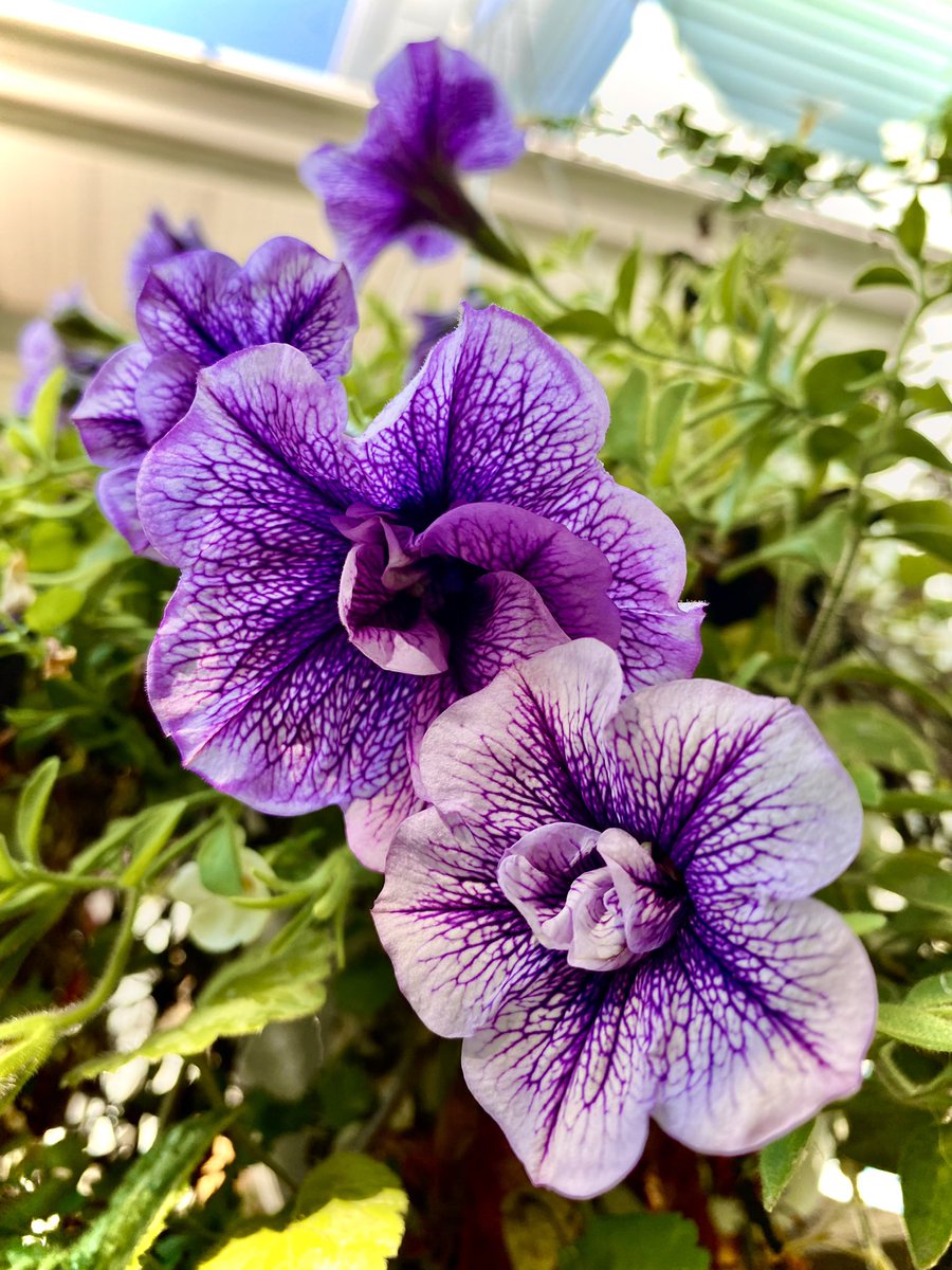 ChristinaKottm2's tweet photo. I love the purple veins in these beautiful flowers. #purple #GardenersWorld #GardeningTwitter #flowers #pretty #bloomimg #outdoors https://t.co/QSEyNmkbsl