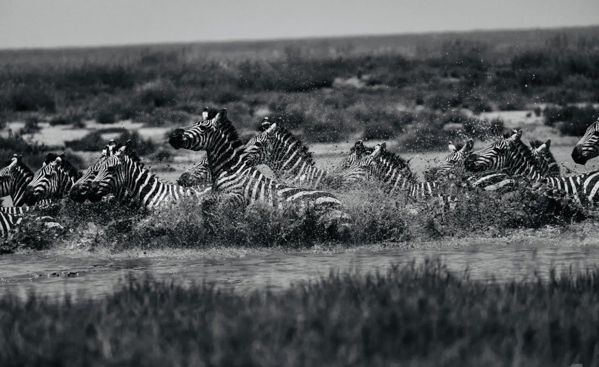 WithInfused's tweet photo. Infused with Africa by @Marc_Player #black #white #blackandwhite #design #playerdesign #infusedwithafrica #marcplayer https://t.co/FZ9nK2SAO1