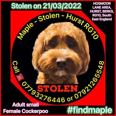 #findmaple #pleasehelp #dog #berkshire