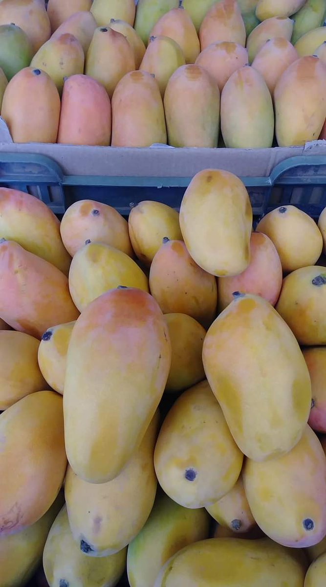 تحت التغريدة ثريد بأنواع المانجو مرفق بالصور👇 https://t.co/E21TQoZyFA