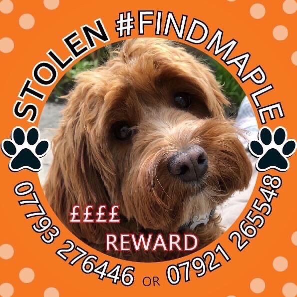 hannahking60's tweet photo. Please help find Maple
#findmaple #missingdog #cockerpoo https://t.co/mKP4CFybPt